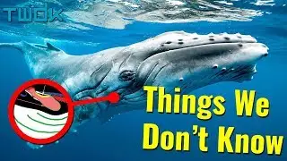Why Do Whales Sing? - Things We Don't Know