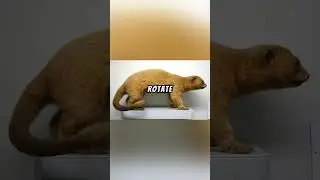 Kinkajou Explained...  🐒 🦝🍌  #science#kinkajou#explained#facts#details#science#fyp#tree#water#sub#1m