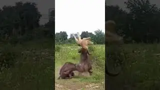 Buffalo Vs Lion #shorts