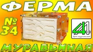 Акрилово-Гипсовый формикарий от 4Ants. Первый обзор Новинки!