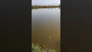 Поймал судака на маховую