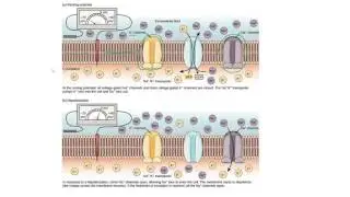 Nerve Conduction