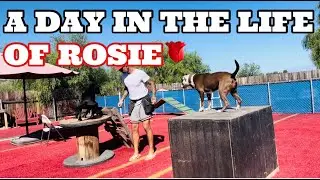 A morning in the life of my best friend Rosie & I