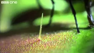 Venus Flytraps: Jaws of Death - BBC One (Audiovision prueba1)