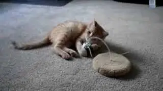 Homer playing with his pom-pom on a spring