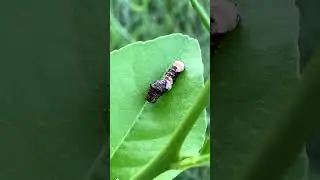 Giant swallowtail caterpillar eating the lemon tree. 