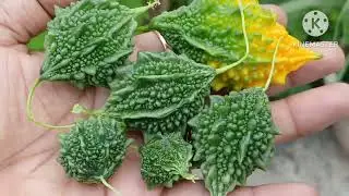 Karela Harvesting From My Terrace Garden