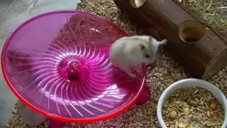 У НЛО тарелки летающие, а у  хомяков - беговые!