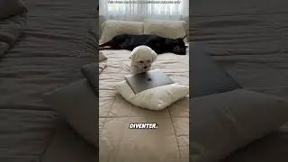 😱🛏️ Max thought there was a black hole in his bed! The truth is finally revealed 😂 