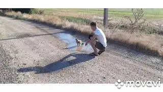 соколиная охота
