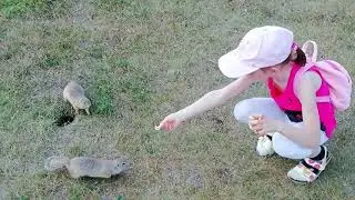 Саша и суслики
