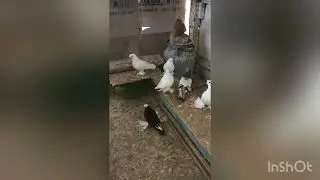 Казалы кептер