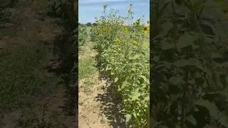 Girasoles Silvestres Plantas Nativas #plantas #naturaleza #abejas #polinizadores #plantlover