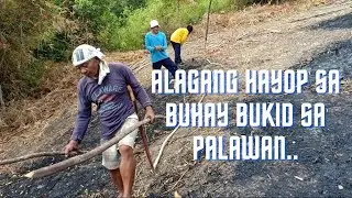 Alagang hayop sa Buhay bukid sa Palawan..