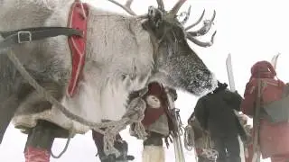 SANTA elniai albinosai
