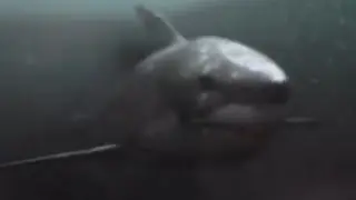 2-Headed Shark Attack [2012] - 2 Headed Shark Lost One Head Screen Time