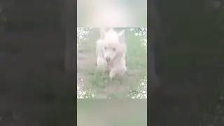 видео с собакой! =3 #видео