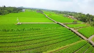 Paddy Field