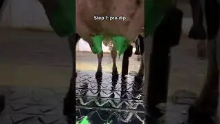 How to Milk a Cow: 