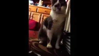 Fat cat eats mouse family!!!!!!!