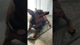 Hi
