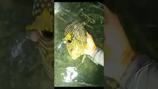 Menombak ikan malam hari #624