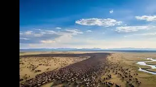 vast scale of the annual migration