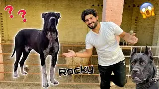 My Favourite Dog Is Coming Soon 😍 Big Surprise 🥳