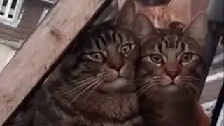 Иванушки International