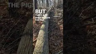 winter is for forestry work! 