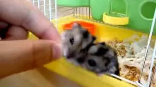 老鼠為食葵瓜子而大打出手