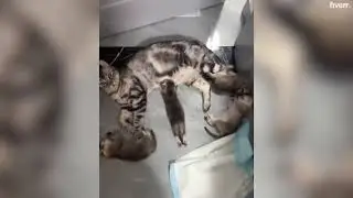 Travesuras de Mascotas: ¡No Podrás Parar de Reir!!