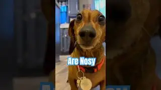 Mini Dachshund Giving Kisses.