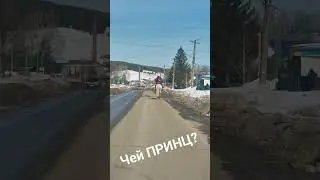 ПРИНЦ на белом КОНЕ
