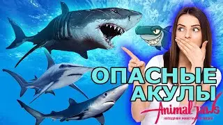 ТОП-10: Самые опасные акулы в мире по нападениям