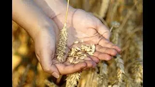 Как прорастить  ПШЕНИЦУ