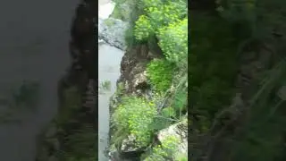 Израиль.Голаны.Ручей Мешушим.