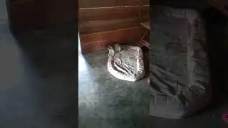kucing yasmin dapat temen main
