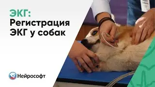 Регистрация ЭКГ у собак | Мастер-класс