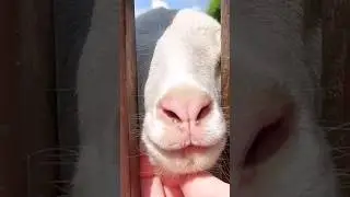 goat 