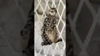 МИНУТКА СМЕХА ТОЛЬКО ДЛЯ ВАС / #mrxalik1