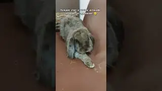 прямое включение из антикафе с кроликами 🐰❤️ 