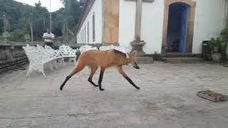 Long Leggy Maned Wolf Walking Fast in Brazil