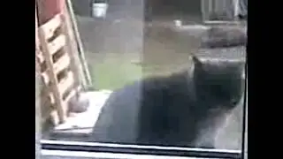 Говорящие коты. Подборка.