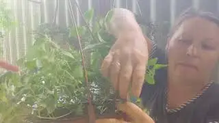 акалифа (лисохвост) черенкую🤪