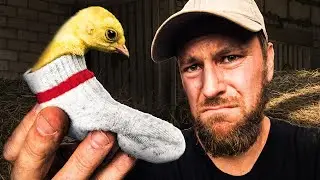 ¿Puede este calcetín arreglar la pierna de este pavo bebé?