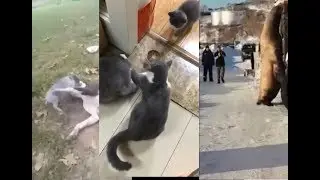Приколы с животными
