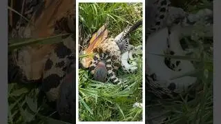 Змея забралась в гнездо золотого дятла