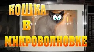 Что будет, если засунуть кошку в микроволновку?