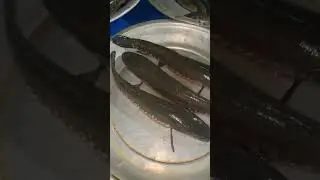 ঢাকার বাজারে সোল মাছ এখনো পাওয়া যায়।